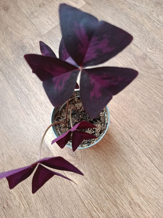 Кислица или оксалис.