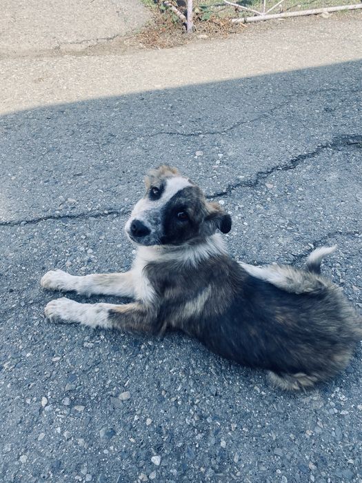 Күшік лайка