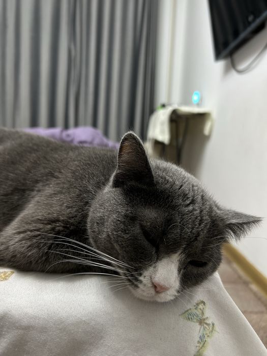 Отдам Кошку 2 года  6 мес.