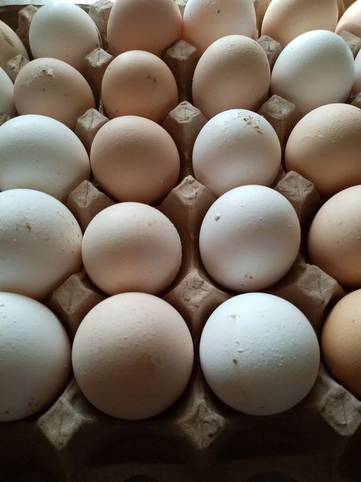 Продам куриные домашние яйца