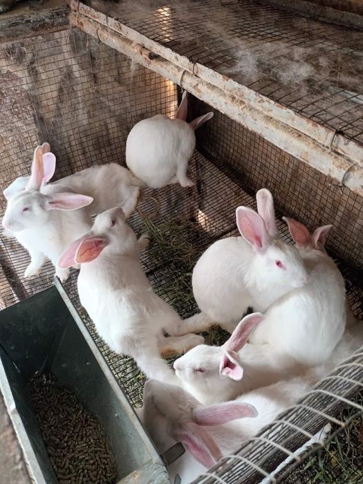 Зайци цика  женски и мъжки