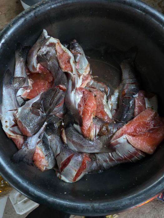 Живая Форель Радужная