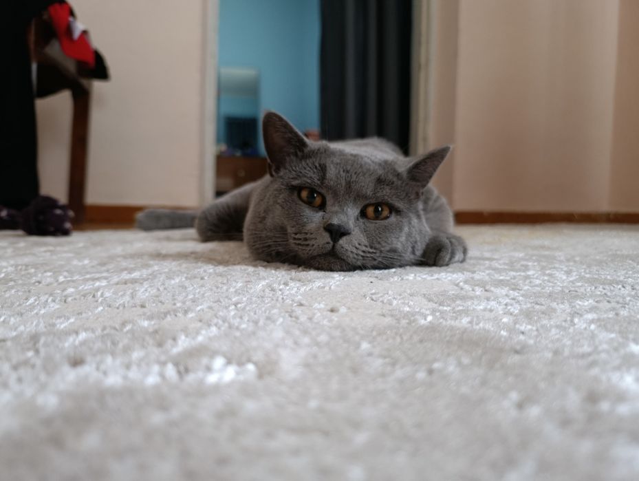 Вязка Британский кот