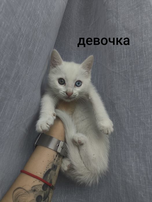 Отдам прекрасных котят
