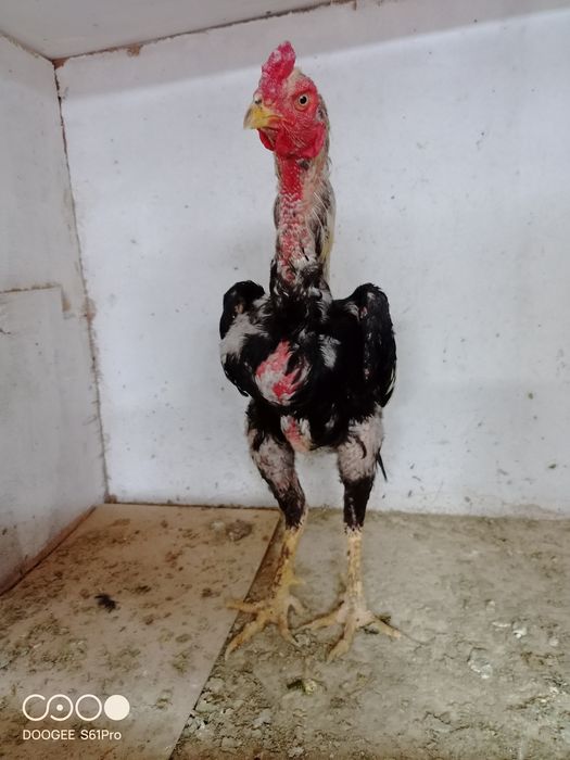 Продам петуха и курицу