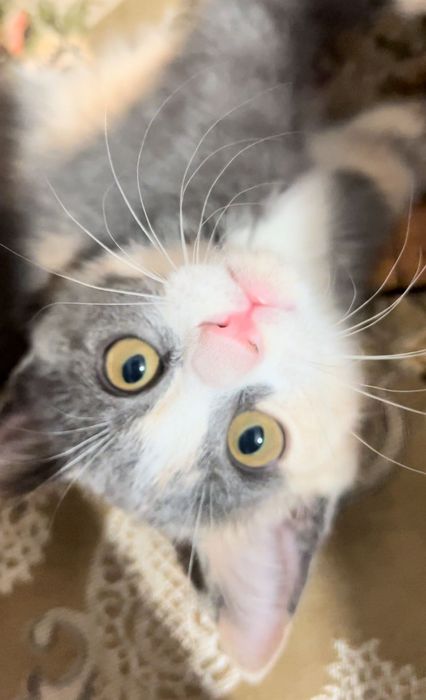 Котенок в добрые руки