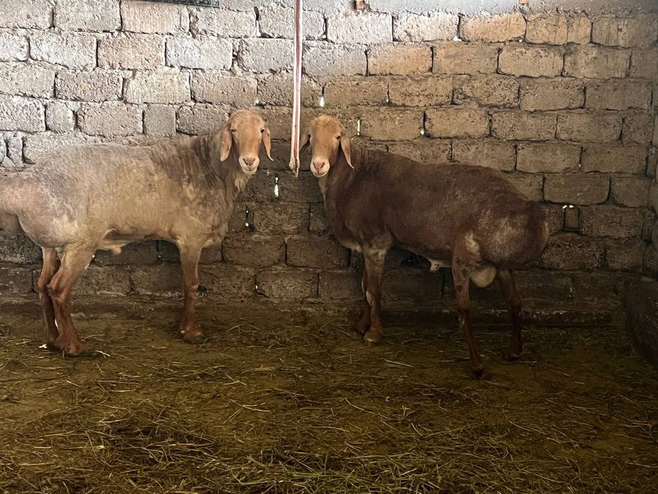 Qoyla sotiladi srochna qochqor va solix