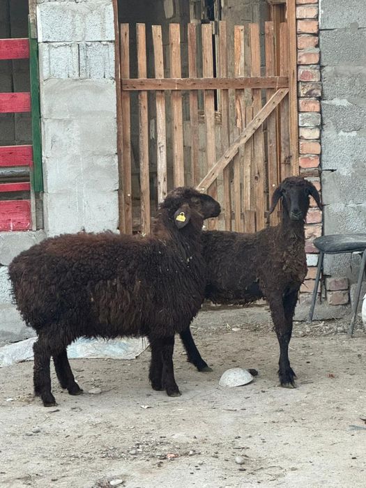 Тоқтылар сатылады