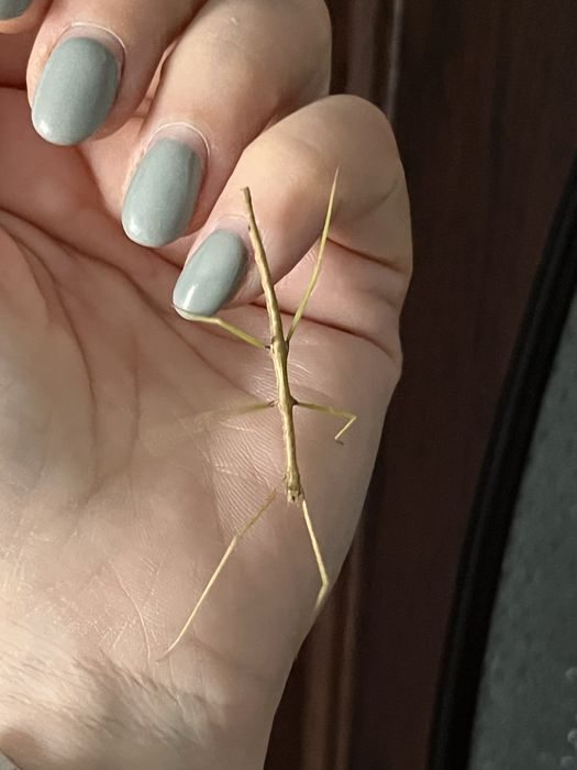 Insecta bat/Stick Insect