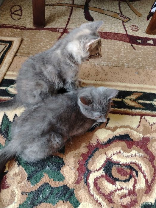 Котят отдам бесплатно