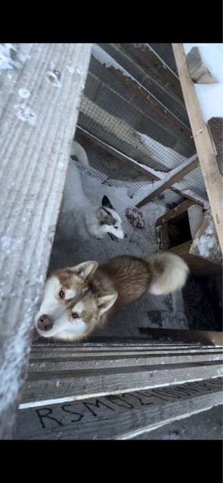 Продам щенков хаски