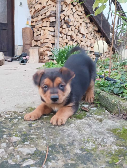 Подарявам малко мъжко кученце