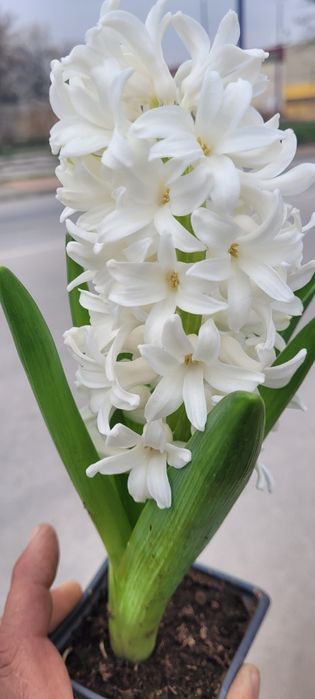 Зюмбюл в саксия за 8-ми март