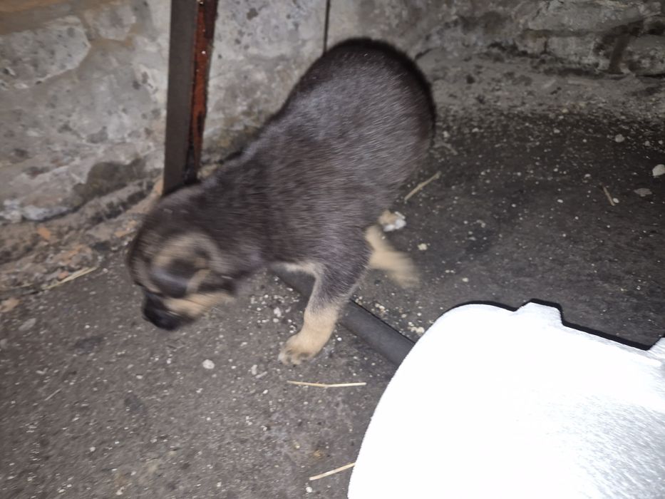 Щенки только в добрые ручки