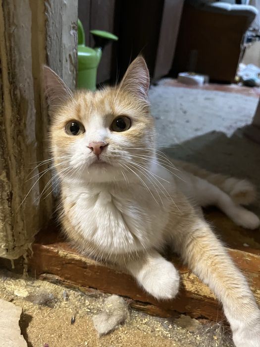 Отдам кошку 2 года