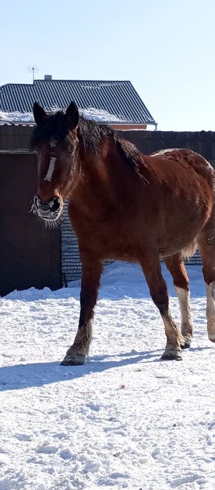 Продам бие породы першерон.