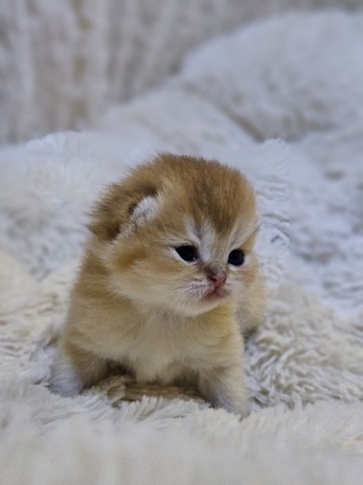 Котята британской шиншиллы