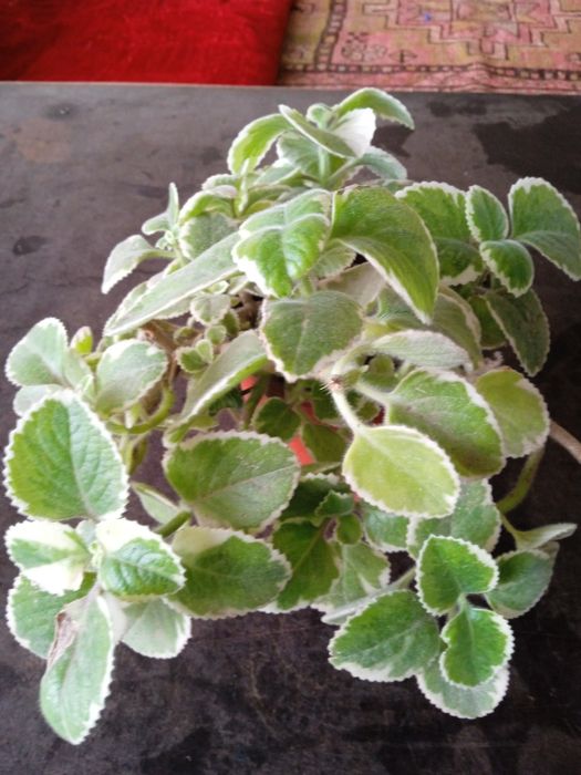 Фикусы,Аглоанемы,филадендроны