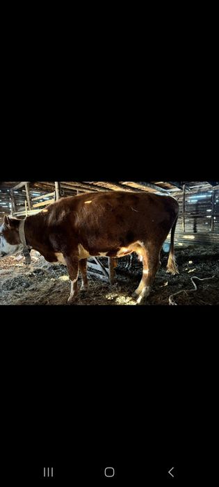 Продам корову с теленком