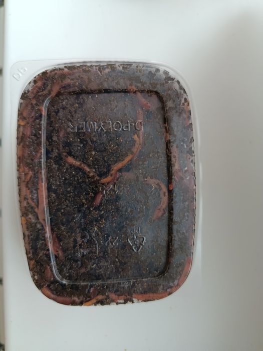 Черви дендробена для рыбалки