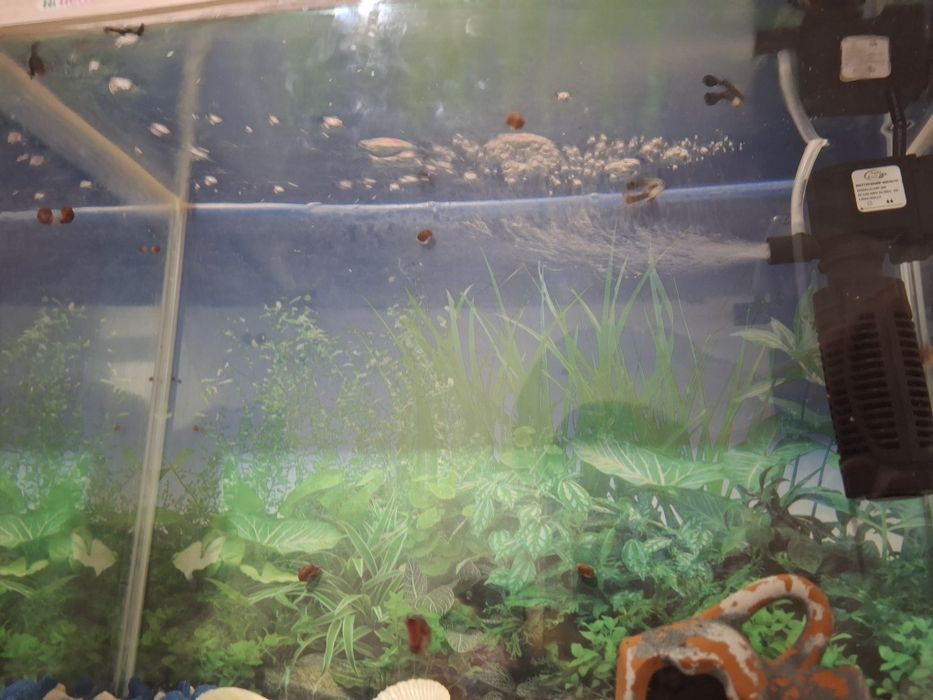 Аквариум с рыбками