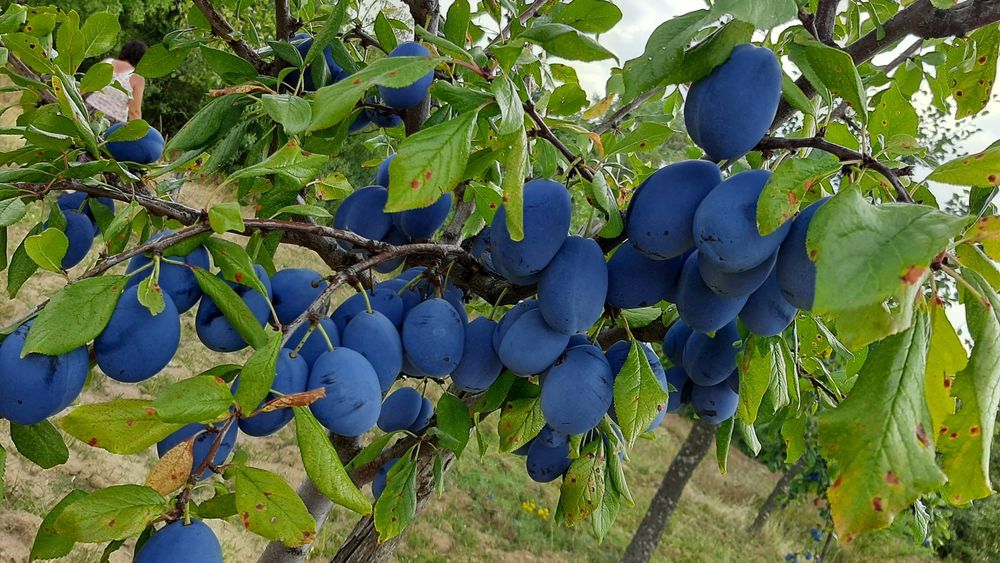 Prune de vanzare Stanley
