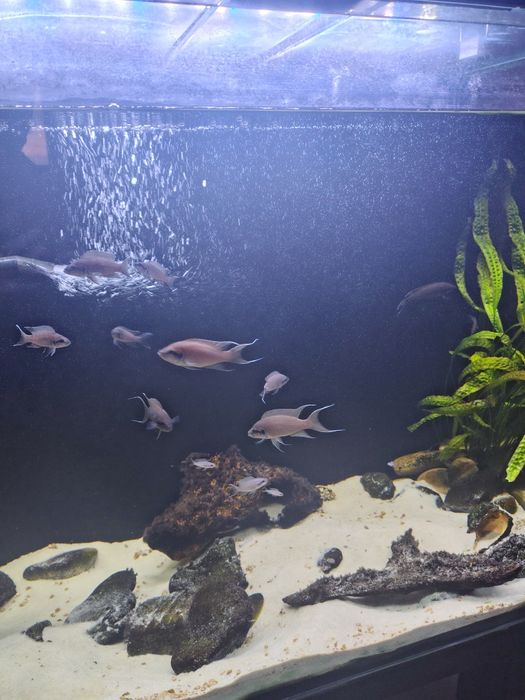 Принцесса Бурунди