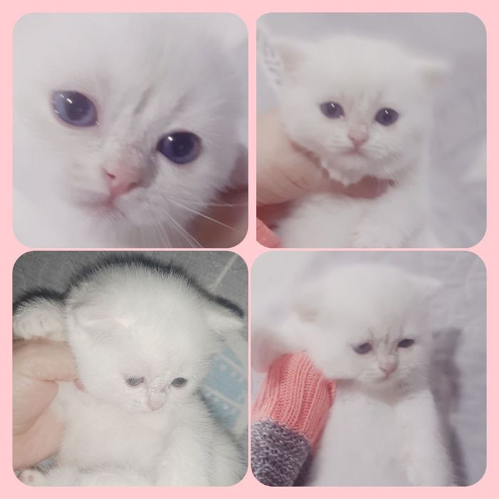 Миленькие белые котята мальчики и девочки
