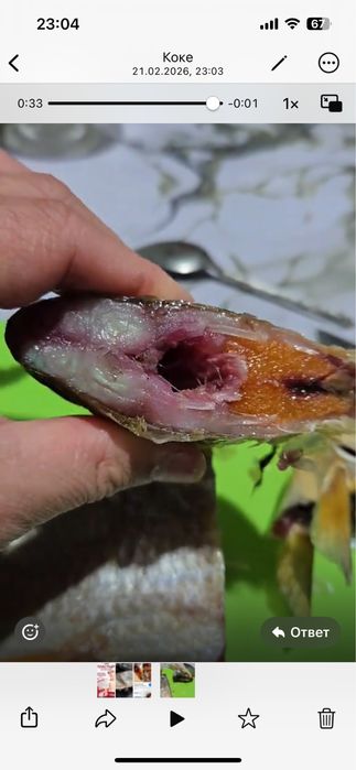 Сущенные рыбец, Кепкен балық Рыбец. Штугы 1500