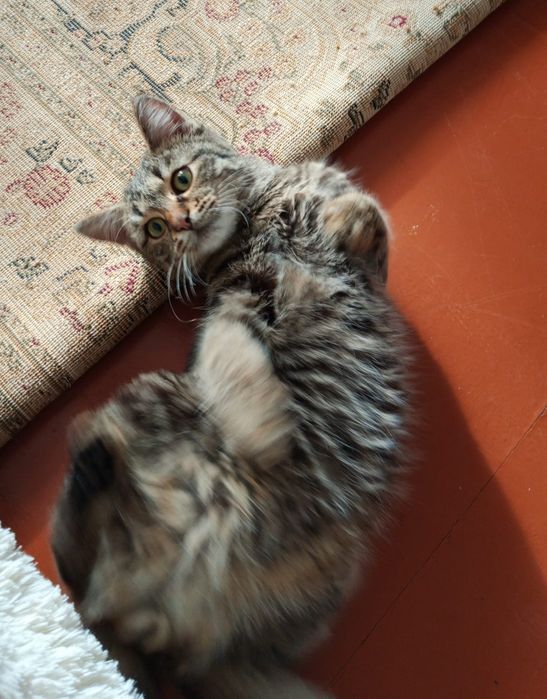 Отдам в добрые руки