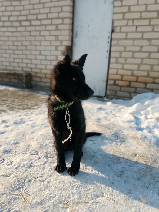 Продам сабаку немески