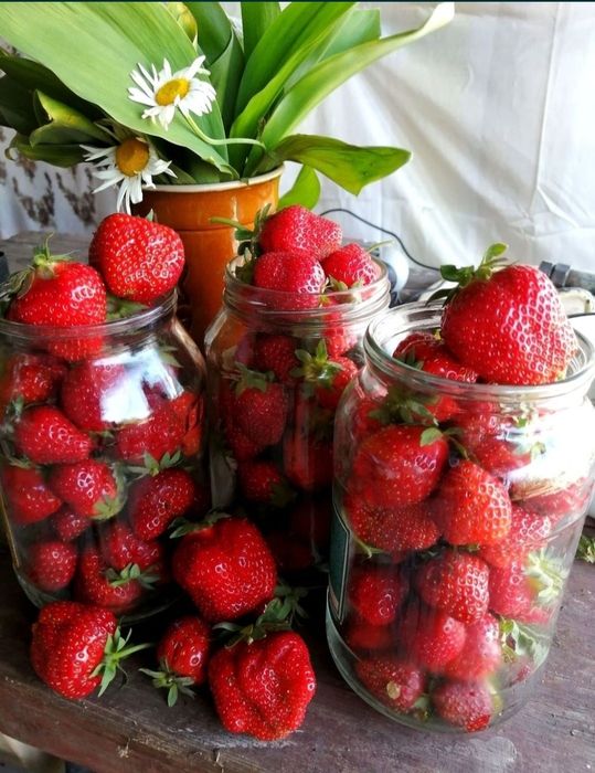 Рассада клубники (Костанай)