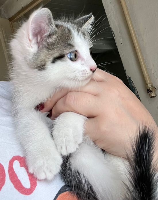Отдам котят в добрые руки