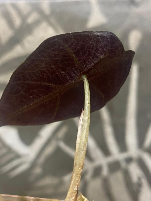 Продам деток Алоказии Амазоника Дворф