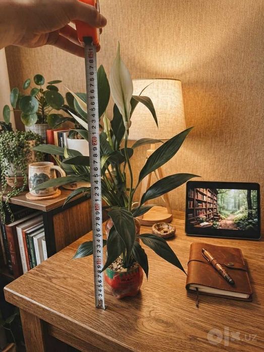 gul sotiladi Spatifillum Peace Lily ayol baxti