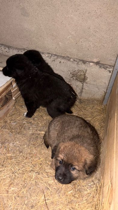 Отдам щенят в добрые руки