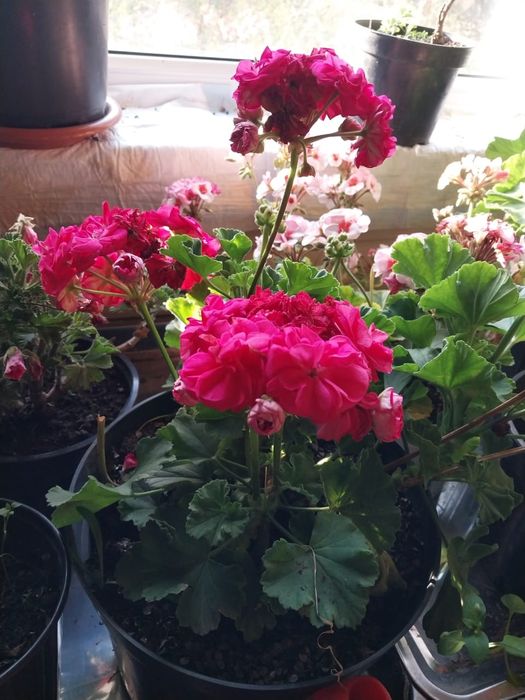 Продаю растения для дома