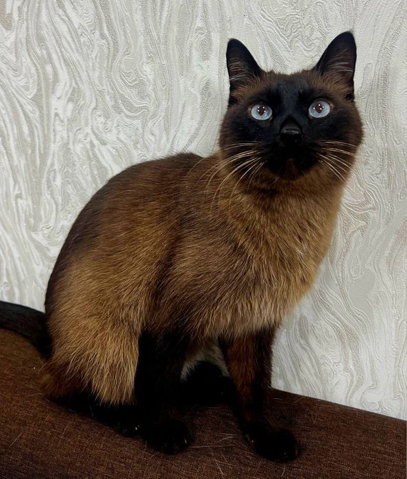 Котик Сэм ищет дом
