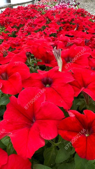 Петуния рассада цветов