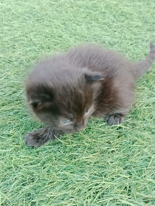 Отдам Котят  от 15 августа
