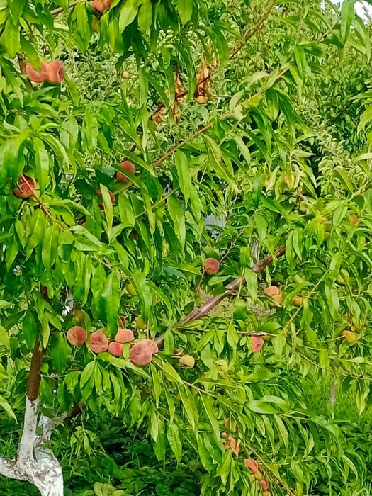 Продам земельный участок