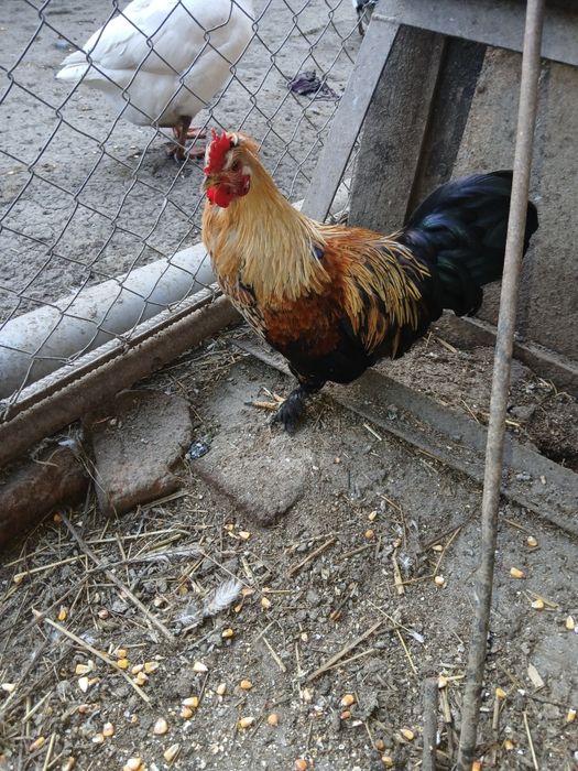 Cocoș plymount rock barat și cocos pitic motat incaltat