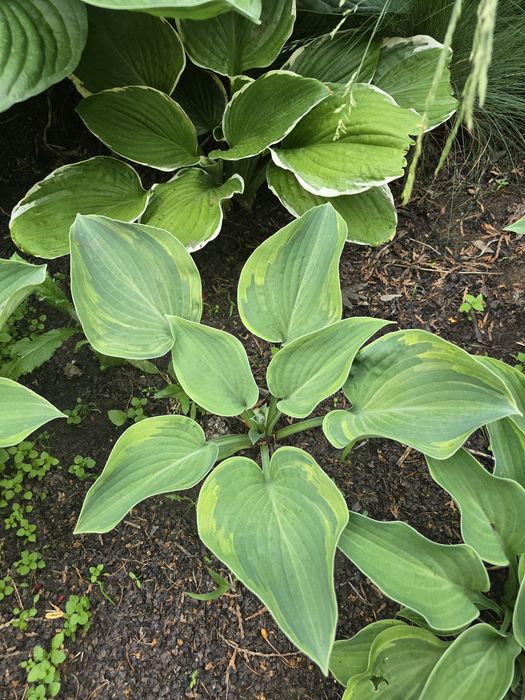 Отростки растения хосты