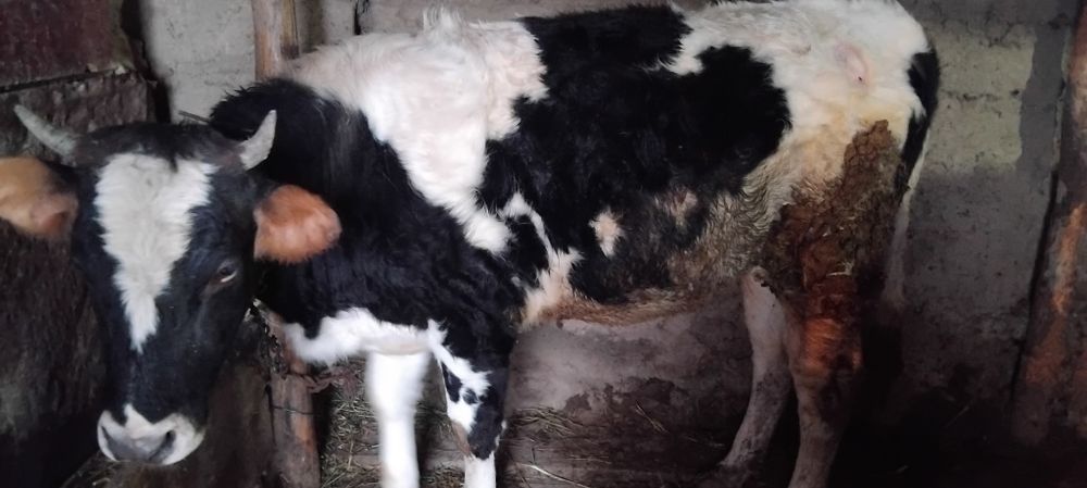 Продам телку на согум