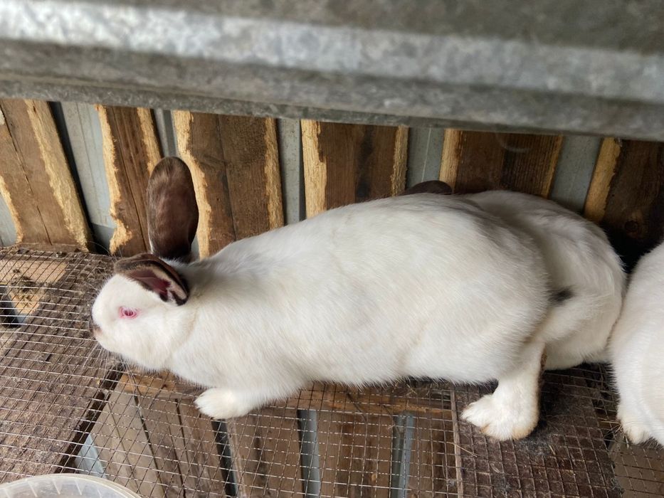 Кролик срочно продам
