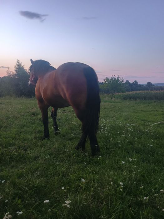 Vând manz de doi ani