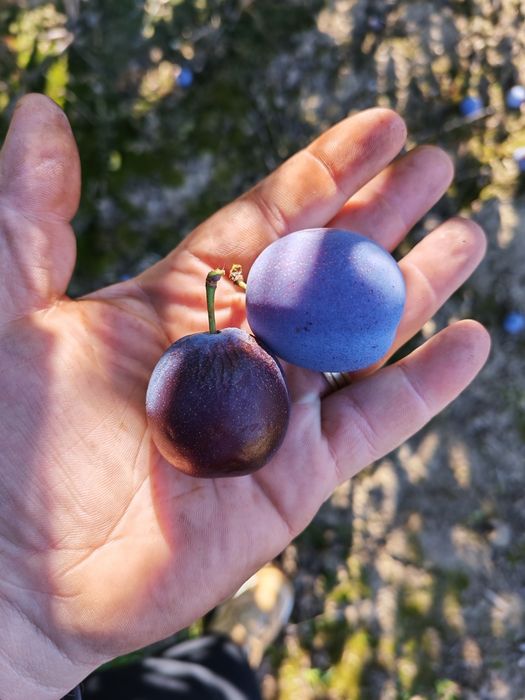 Prune pentru țuică