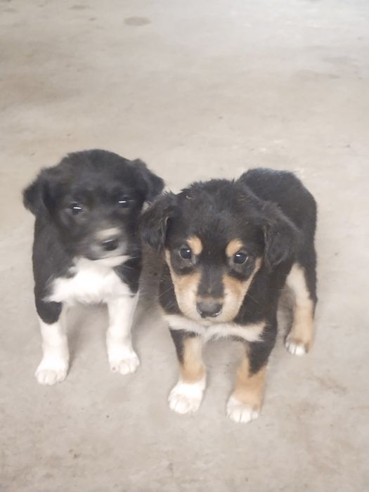 itlar sotiladi , ovqat yeydi , tekin