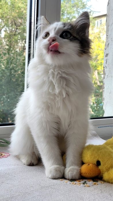 Котенок ищет дом