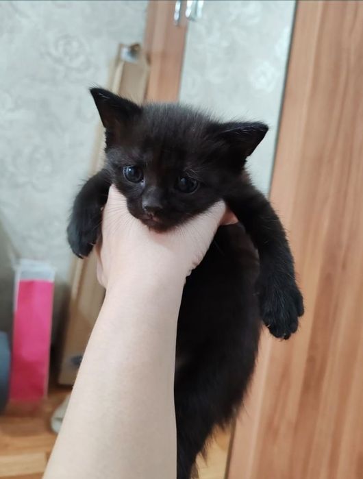 Отдам котят. В добрые руки